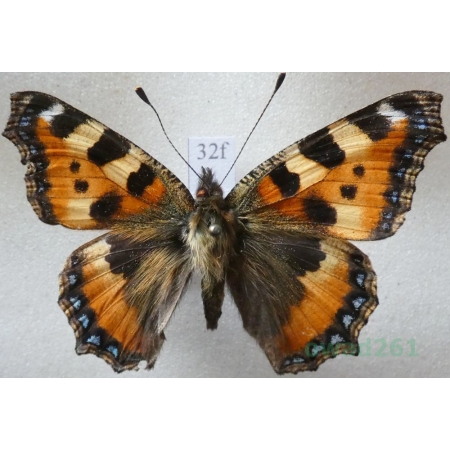 Aglais urticae (Linnaeus, 1758) Rusałka pokrzywnik Czech32f